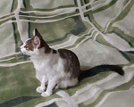 Кошки в Заволжье: Отдам в добрые руки, 10 руб. - фото 3