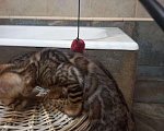 Кошки в Скопине: Бенгальские котята, 25 000 руб. - фото 7