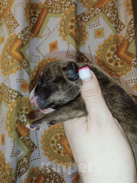 Собаки в Москве: Бультерьер стандартный, щенок Мальчик, Бесплатно - фото 9