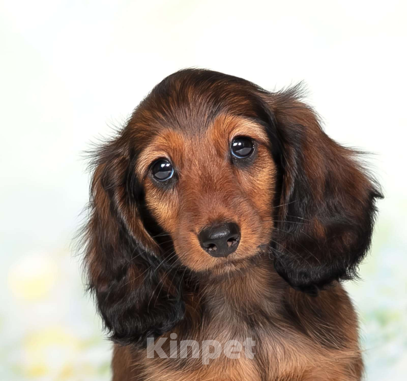 Собаки в Москве: Такса миниатюрная длинношёрстная Мальчик, Бесплатно - фото 2