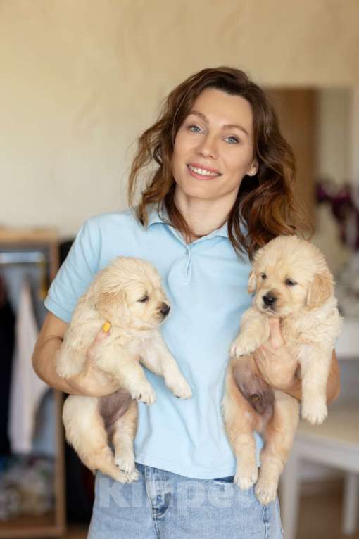 Собаки в Ярославле: Щенки Золотистого Ретривера Мальчик, 50 000 руб. - фото 2