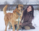 Собаки в Наро-Фоминске: Панчо: для тех, кто любит размах, размер и рыжих Мальчик, Бесплатно - фото 9