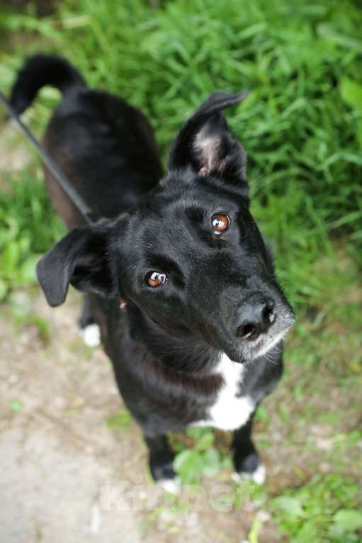 Собаки в Санкт-Петербурге: Отдам собаку бесплатно Девочка, Бесплатно - фото 10