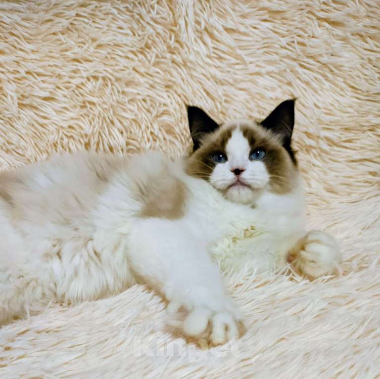 Кошки в Воронеже: Мальчик рэгдолл окрас биколор Мальчик, 50 000 руб. - фото 6