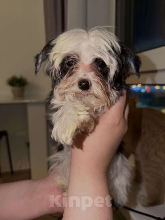 Собаки в Москве: Мальтипу мини Девочка, 85 000 руб. - фото 3