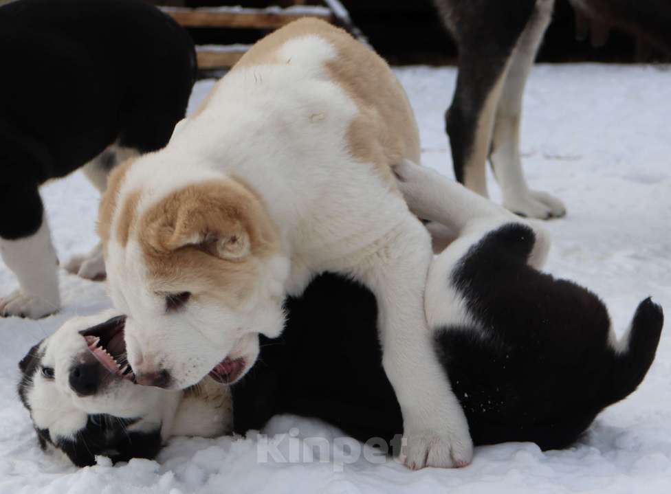 Собаки в Краснодаре: Щенок САО Мальчик, 35 000 руб. - фото 6