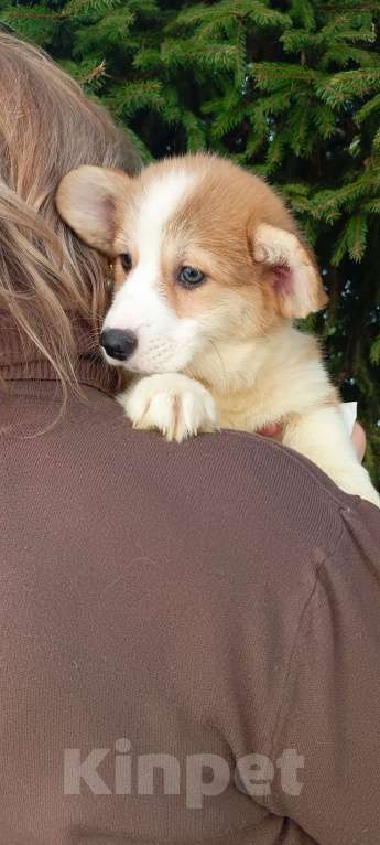 Собаки в Дмитрове: Корги щенки Девочка, 40 000 руб. - фото 7