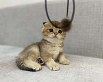 Кошки в Москве: Плюшевый вислоухий шотландский котенок девочка с документами Девочка, 28 000 руб. - фото 4