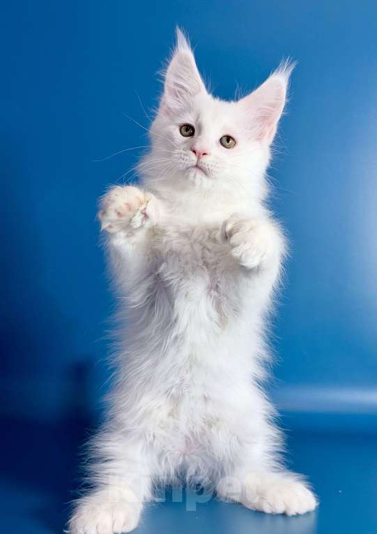 Кошки в других городах Московской области: Эксклюзив, белый кот полидакт. Мальчик, 110 000 руб. - фото 3