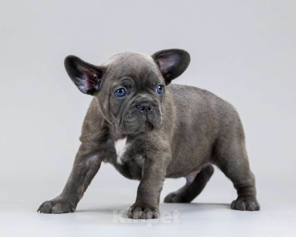 Собаки в Брянске: Элвис Мальчик, 70 000 руб. - фото 2