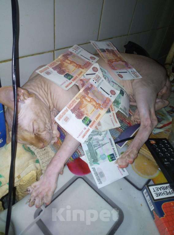 Кошки в Барыше: Кот вязка, 1 500 руб. - фото 1