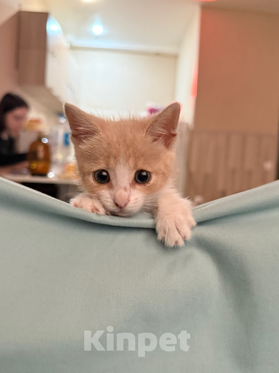 Кошки в Севастополе: отдаём котенка,срочно ищем ему дом Мальчик, Бесплатно - фото 4