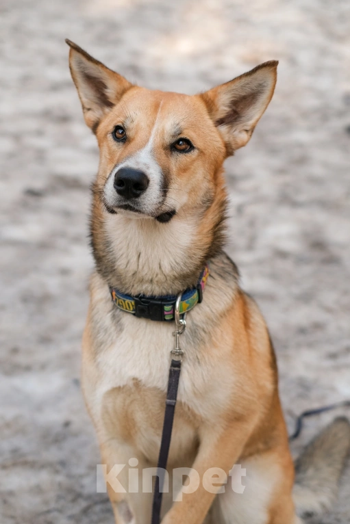 Собаки в Санкт-Петербурге: Собаки из приюта: нежный молодой Рей Мальчик, Бесплатно - фото 3