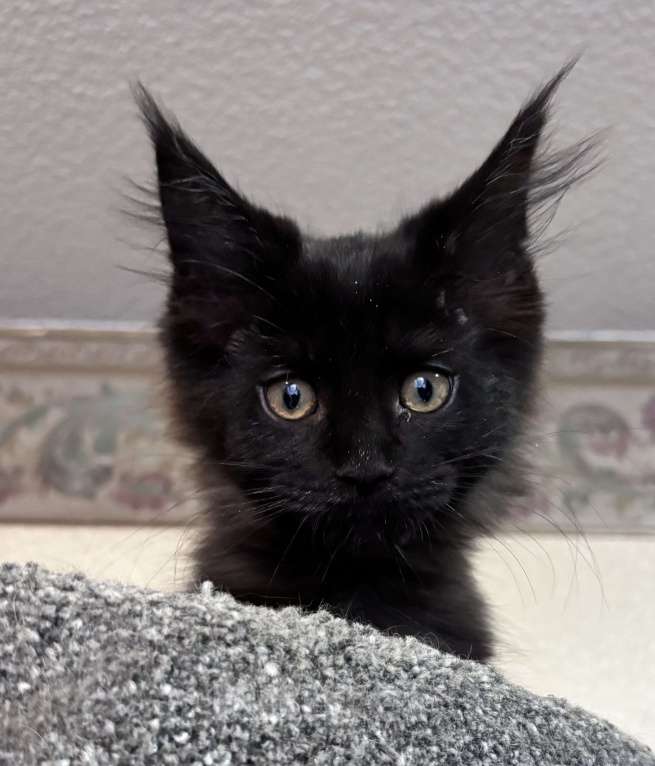 Кошки в Санкт-Петербурге: Необычайно милейшая девочка Девочка, 45 000 руб. - фото 3