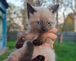 Кошки в Калуге: Котенок Мальчик, Бесплатно - фото 1