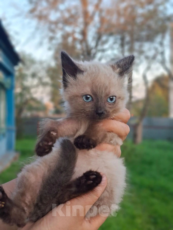 Кошки в Калуге: Котенок Мальчик, Бесплатно - фото 1