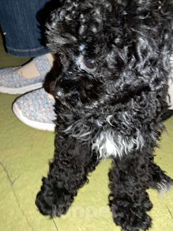 Собаки в Сочи: Премиальный окрас,micro девочка Девочка, 250 000 руб. - фото 3