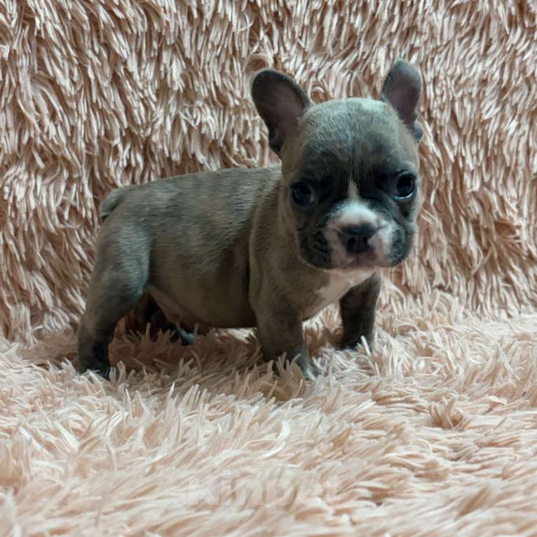 Собаки в Туле: Французский бульдог Мальчик, 25 000 руб. - фото 6