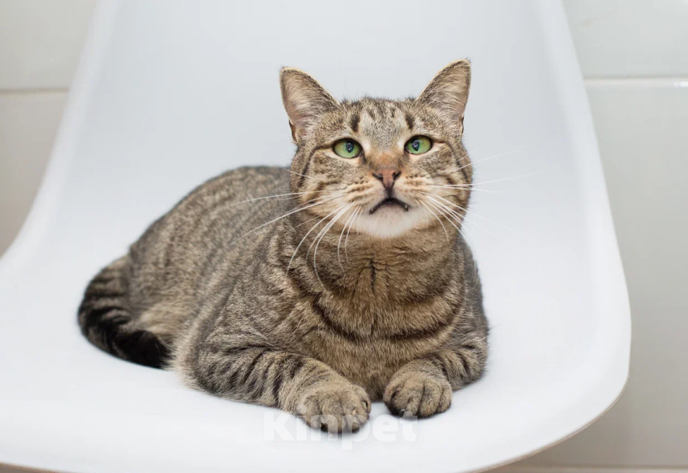 Кошки в Москве: Кошка Вера верит что найдёт свою семью Девочка, Бесплатно - фото 9