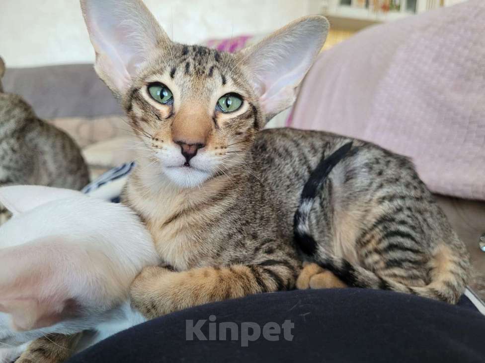 Кошки в Тюмени: Ориентальные котята  Девочка, 40 000 руб. - фото 7