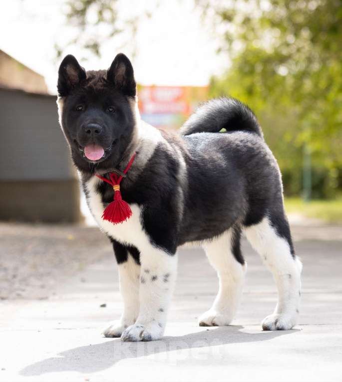 Собаки в Волгограде: Американская акита Девочка, 75 000 руб. - фото 7