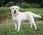 Собаки в Солнечногорске: Лабрадор в добрые руки Мальчик, Бесплатно - фото 4