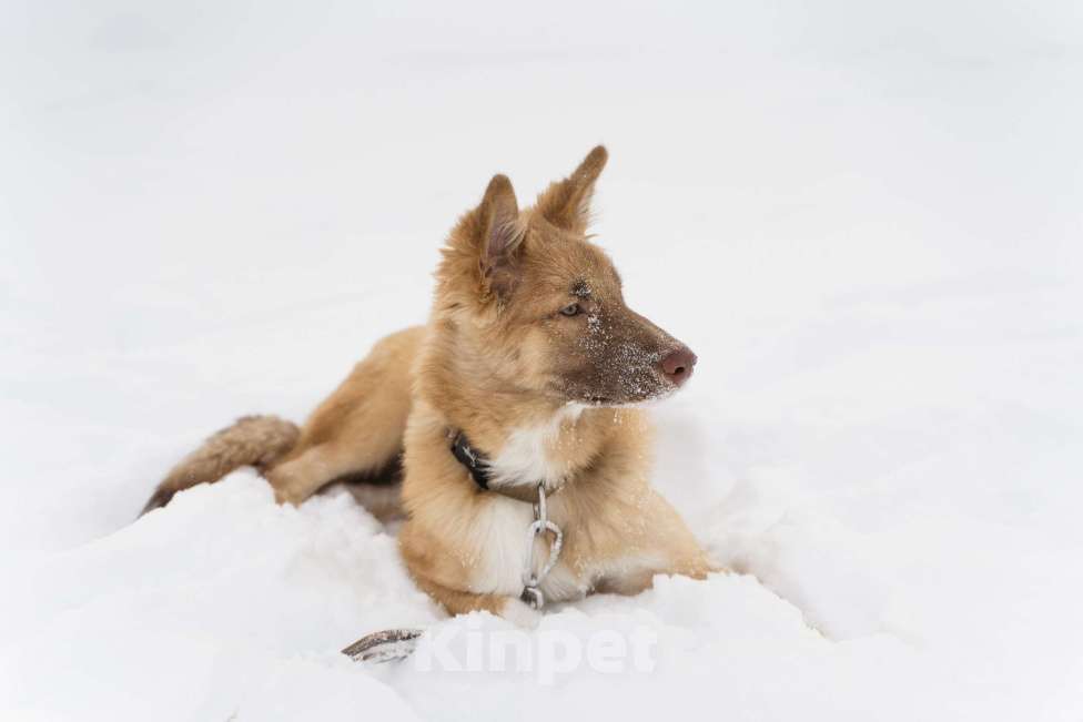 Собаки в Екатеринбурге: Филя ищёт дом! Мальчик, Бесплатно - фото 3
