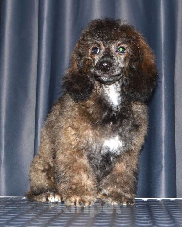 Собаки в Глазове: Онегин Мальчик, 30 000 руб. - фото 8