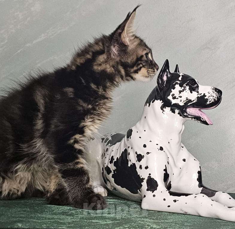 Кошки в Кисловодске: Питомник AnElKron, продажа котят Мальчик, 80 000 руб. - фото 4