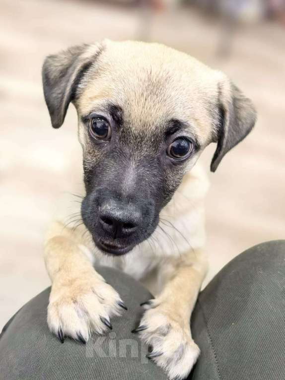 Собаки в Лосином-Петровском: Спарки якутенок в добрые руки Девочка, Бесплатно - фото 8