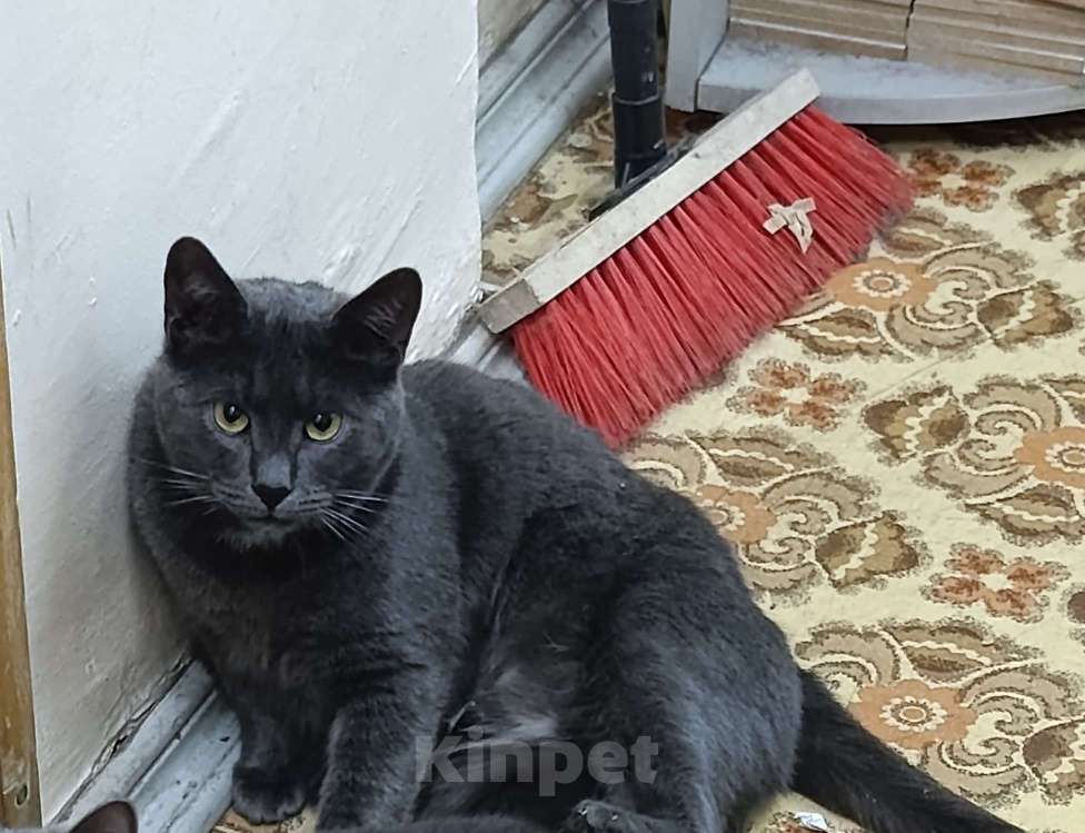 Кошки в Москве: Серьёзный Мурчело Мальчик, Бесплатно - фото 2