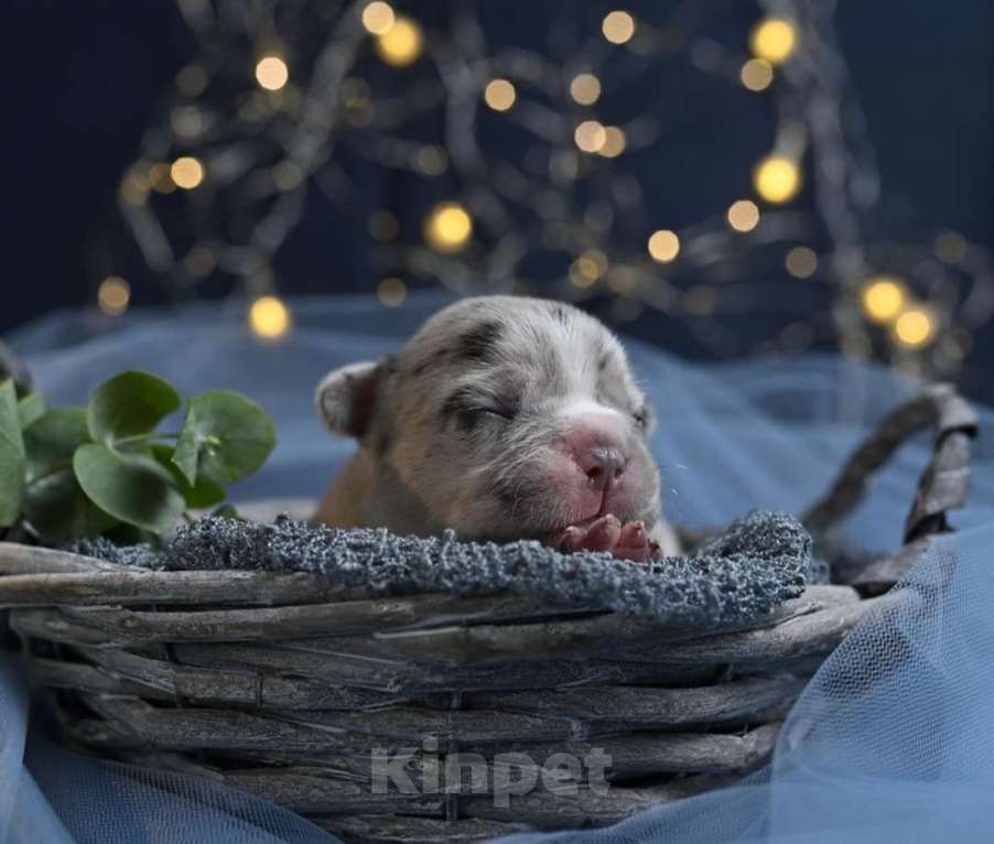 Собаки в Москве: Щенок французского бульдога с космической внешностью  Мальчик, Бесплатно - фото 2