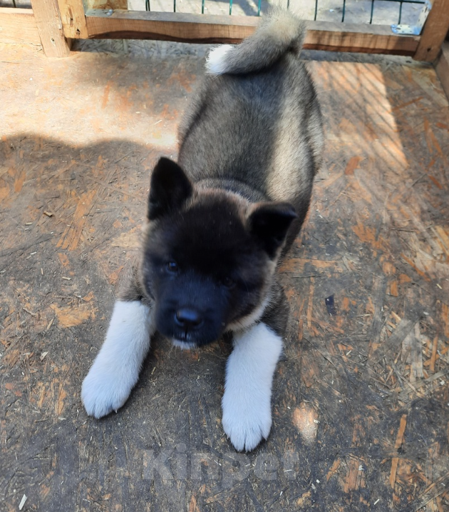 Собаки в Москве: Щенки американской акиты Девочка, 50 руб. - фото 2