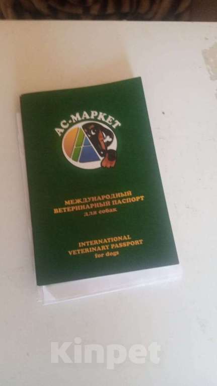 Собаки в Балашихе: Игривая девочка,ищет дом  Девочка, Бесплатно - фото 4