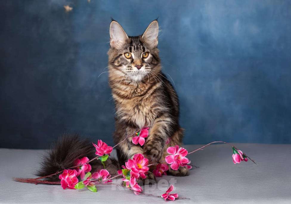 Кошки в Воронеже: Взрослая кошка мейн-кун  Девочка, Бесплатно - фото 4