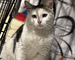Кошки в Санкт-Петербурге: Кошка ищет дом Девочка, Бесплатно - фото 3