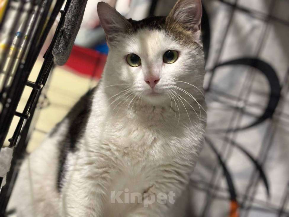 Кошки в Санкт-Петербурге: Кошка ищет дом Девочка, Бесплатно - фото 3