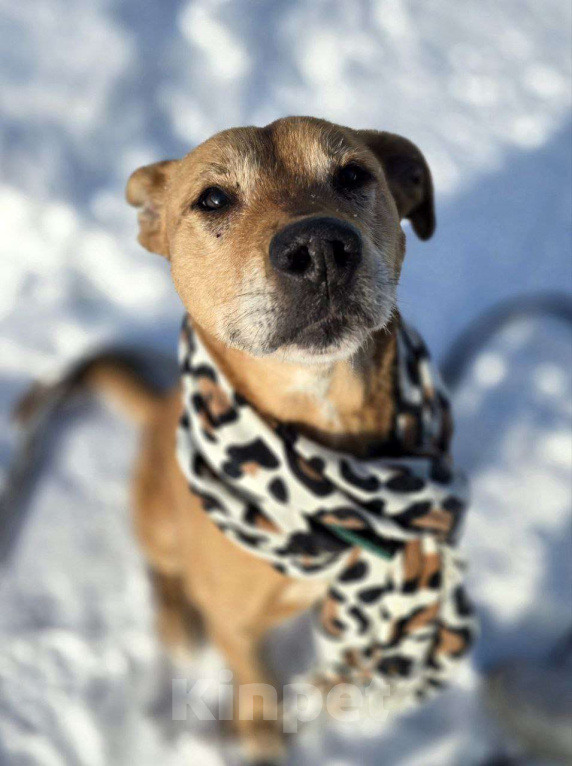 Собаки в Королеве: В поисках дома рыжее солнышко приюта! Девочка, Бесплатно - фото 9