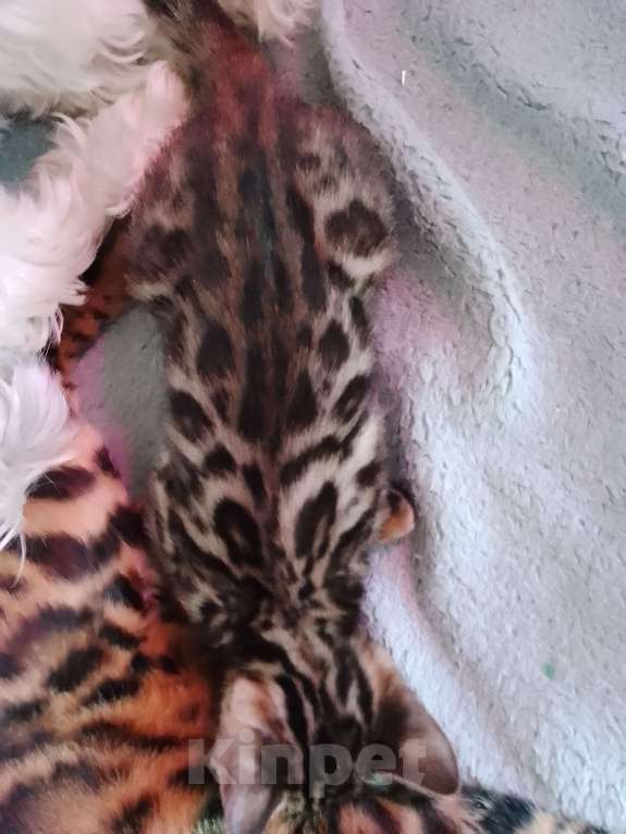 Кошки в Санкт-Петербурге: Бенгальская кошечка Девочка, 55 000 руб. - фото 4