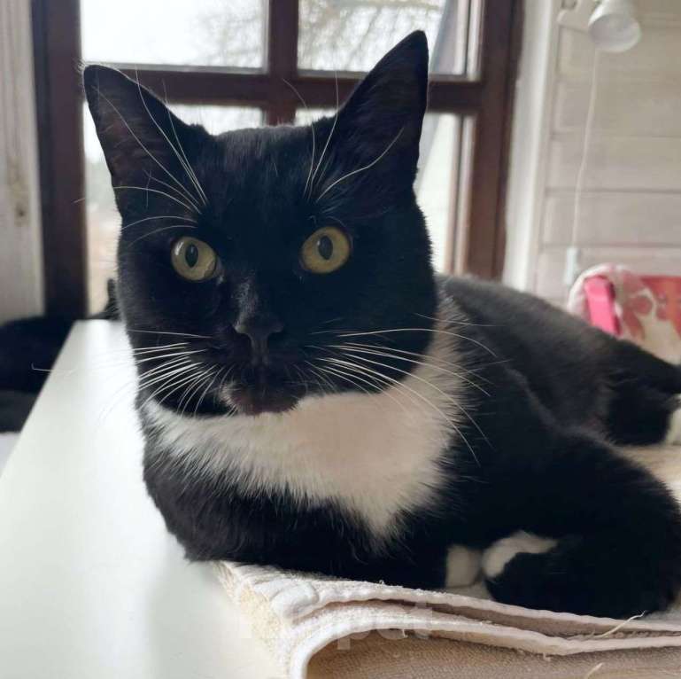 Кошки в Москве: Самая ласковая кошечка Василиса мечтает о доме Девочка, Бесплатно - фото 2