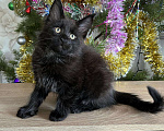 Кошки в Лянторе: Котятки мейн кун!!! Новогодние цены)), 10 000 руб. - фото 7