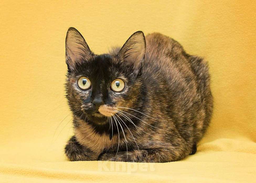 Кошки в Москве: Чья-то незамеченная кошка ищет дом  Девочка, Бесплатно - фото 2