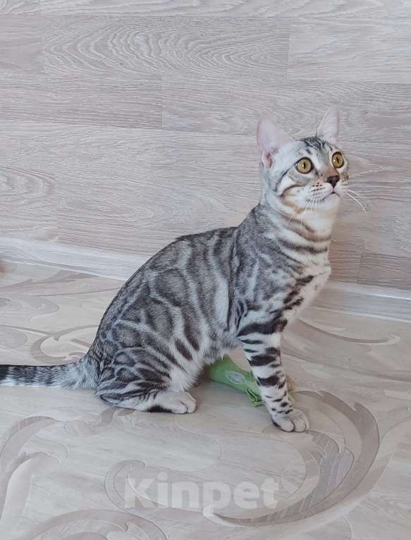 Кошки в Москве: Бенгальский мальчик серебро  Мальчик, Бесплатно - фото 2