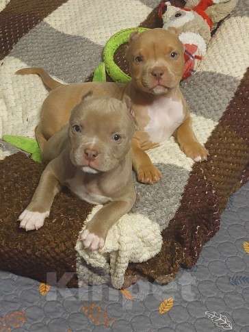 Собаки в других городах Московской области: Американские Девочка, 120 000 руб. - фото 2