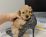 Собаки в Москве: Той-пудель карамель 🍫 Мальчик, 65 000 руб. - фото 6