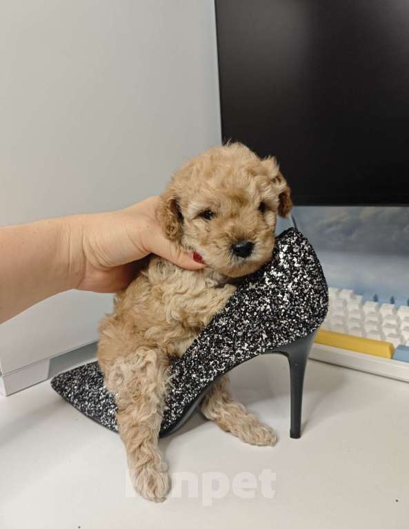Собаки в Москве: Той-пудель карамель 🍫 Мальчик, 65 000 руб. - фото 6