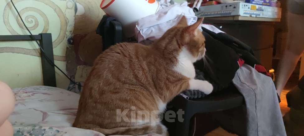 Кошки в Москве: Рыжая кошечка Девочка, Бесплатно - фото 2