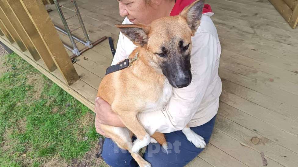 Собаки в Москве: Щенок фенотип овчарки малинуа Алиса в добрые руки Девочка, 1 руб. - фото 3