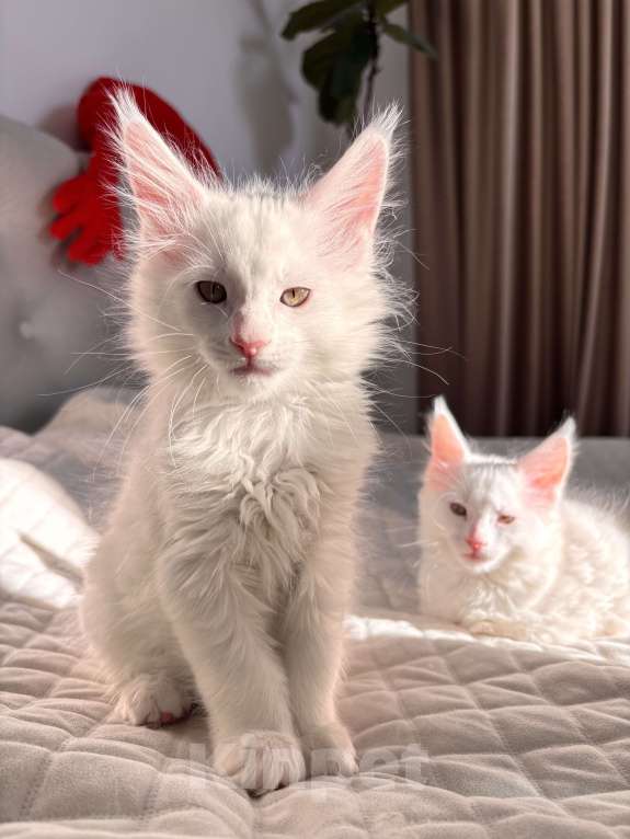 Кошки в Калининграде: Чистокровный котенок Мэйкун  Мальчик, 50 000 руб. - фото 2