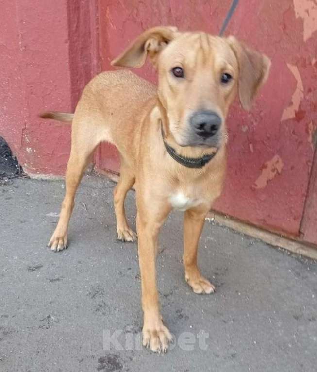 Собаки в Москве: Рыжая Полли в дар Девочка, Бесплатно - фото 1